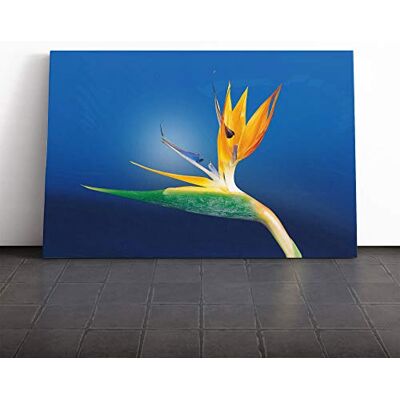 Big Box Art Flower Caudata Bird of Paradise Canvas Print Gallery Wrapped 30mm Frame Wall Art 30x20 inches Ready to Hang Modern Animals Picture Living Room Bedroom Lounge Office Big Box Art Flower Caudata Bird of Paradise Canvas Print Gallery Wrapped 30mm Frame Wall Art 30x20 inches Ready to Hang Modern Animals Picture Living Room Bedroom Lounge Office