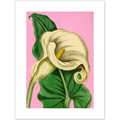 Fine Art Prints Calla Lily Painting Art Print Canvas Premium Wall Decor Poster Fine Art Prints Calla Lily Painting Art Print Canvas Premium Wall Decor Poster