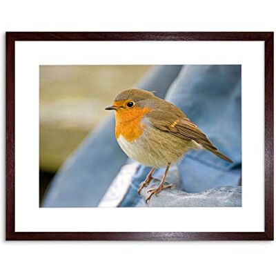 Wee Blue Coo Photo Nature Robin Bird Red Breast Framed Wall Art Print Wee Blue Coo Photo Nature Robin Bird Red Breast Framed Wall Art Print