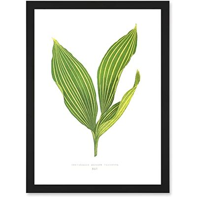 Artery8 - Convallaria Majalis Variegata Lilly of the Valley - Black Artery8 - Convallaria Majalis Variegata Lilly of the Valley - Black