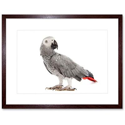 Wee Blue Coo Photo Nature Animal Bird African Grey Parrot Framed Wall Art Print Wee Blue Coo Photo Nature Animal Bird African Grey Parrot Framed Wall Art Print