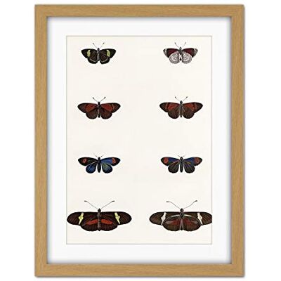Wee Blue Coo Nature Study Humboldt Butterflies Dark Artwork Framed Wall Art Print 18X24 Inch Wee Blue Coo Nature Study Humboldt Butterflies Dark Artwork Framed Wall Art Print 18X24 Inch