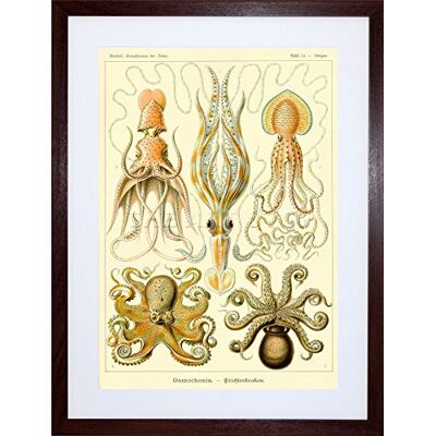 Wee Blue Coo Nature Ernst Haeckel Octopus Biology Germany Picture Framed Wall Art Print Wee Blue Coo Nature Ernst Haeckel Octopus Biology Germany Picture Framed Wall Art Print