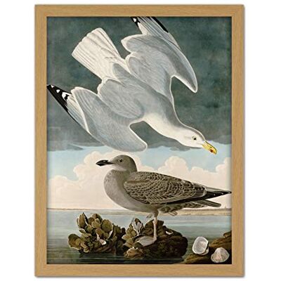 Artery8 Audubon Birds Herring Gull Painting Artwork Framed Wall Art Print 18X24 Inch Artery8 Audubon Birds Herring Gull Painting Artwork Framed Wall Art Print 18X24 Inch