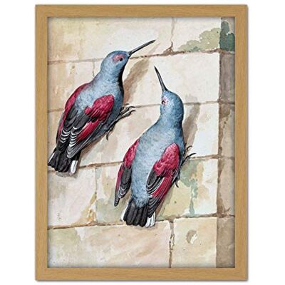 Artery8 Schouman Wallcreeper Birds Blue Purple Drawing Artwork Framed Wall Art Print 18X24 Inch Artery8 Schouman Wallcreeper Birds Blue Purple Drawing Artwork Framed Wall Art Print 18X24 Inch