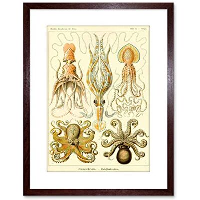 Wee Blue Coo 9x7 '' NATURE HAECKEL OCTOPUS BIOLOGY GERMANY VINTAGE FRAMED ART PRINT F97X616 Wee Blue Coo 9x7 '' NATURE HAECKEL OCTOPUS BIOLOGY GERMANY VINTAGE FRAMED ART PRINT F97X616