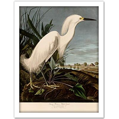 Artery8 Audubon Birds Snowy Heron Painting Artwork Framed Wall Art Print 18X24 Inch Artery8 Audubon Birds Snowy Heron Painting Artwork Framed Wall Art Print 18X24 Inch