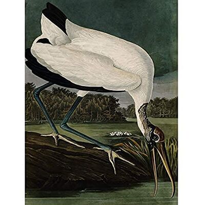 Artery8 Audubon Birds Wood Ibis Painting Unframed Wall Art Print Poster Home Decor Premium Artery8 Audubon Birds Wood Ibis Painting Unframed Wall Art Print Poster Home Decor Premium