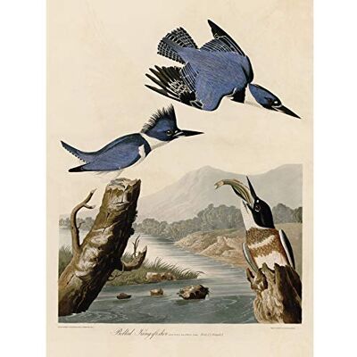 Artery8 Audubon Birds America Belted Kingfisher Unframed Wall Art Print Poster Home Decor Premium Artery8 Audubon Birds America Belted Kingfisher Unframed Wall Art Print Poster Home Decor Premium