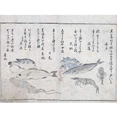 Artery8 Masayoshi Sea Animals Fish Japanese Painting Large Wall Art Poster Print Thick Paper 18X24 Inch Artery8 Masayoshi Sea Animals Fish Japanese Painting Large Wall Art Poster Print Thick Paper 18X24 Inch