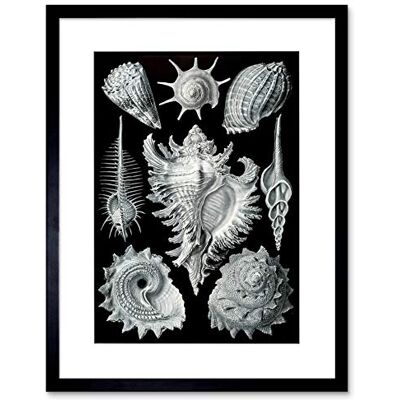 Wee Blue Coo Nature Ernst Haeckel Shell Whelk Biology Germany Vintage Art Framed Wall Art Print Wee Blue Coo Nature Ernst Haeckel Shell Whelk Biology Germany Vintage Art Framed Wall Art Print