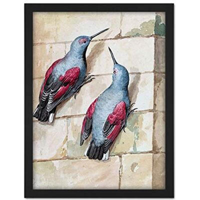 Artery8 Schouman Wallcreeper Birds Blue Purple Drawing Artwork Framed Wall Art Print 18X24 Inch Artery8 Schouman Wallcreeper Birds Blue Purple Drawing Artwork Framed Wall Art Print 18X24 Inch