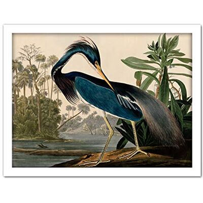 Artery8 Audubon Birds Louisiana Heron Painting Artwork Framed Wall Art Print 18X24 Inch Artery8 Audubon Birds Louisiana Heron Painting Artwork Framed Wall Art Print 18X24 Inch