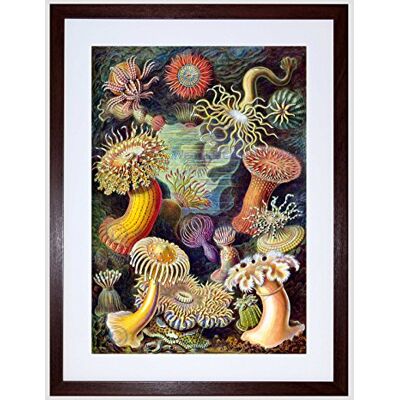 Wee Blue Coo Nature Biology Anemone Ernst Haeckel Germany Vintage Framed Wall Art Print Wee Blue Coo Nature Biology Anemone Ernst Haeckel Germany Vintage Framed Wall Art Print