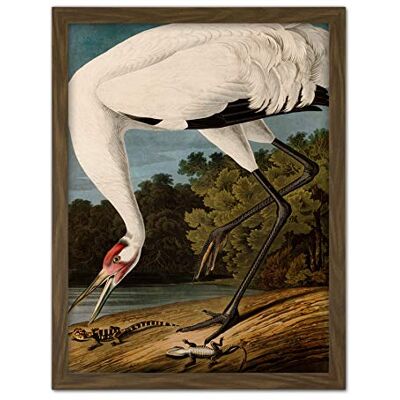 Artery8 Audubon Birds Hooping Crane Painting Artwork Framed Wall Art Print 18X24 Inch Artery8 Audubon Birds Hooping Crane Painting Artwork Framed Wall Art Print 18X24 Inch