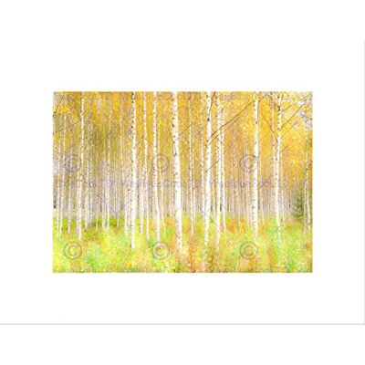 Wee Blue Coo PHOTO NATURE TREES FOREST WOODS SILVER BIRCH WOODLAND FRAMED ART PRINT B12X13341 Wee Blue Coo PHOTO NATURE TREES FOREST WOODS SILVER BIRCH WOODLAND FRAMED ART PRINT B12X13341