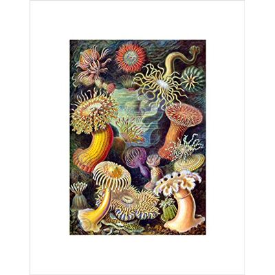 Wee Blue Coo Nature Biology Anemone Ernst Haeckel Germany Vintage Wall Art Print Wee Blue Coo Nature Biology Anemone Ernst Haeckel Germany Vintage Wall Art Print
