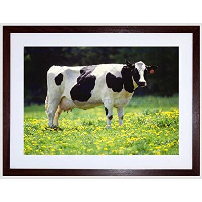 Wee Blue Coo Nature Agriculture Farm Animal Cow Friesian Field Framed Wall Art Print Wee Blue Coo Nature Agriculture Farm Animal Cow Friesian Field Framed Wall Art Print