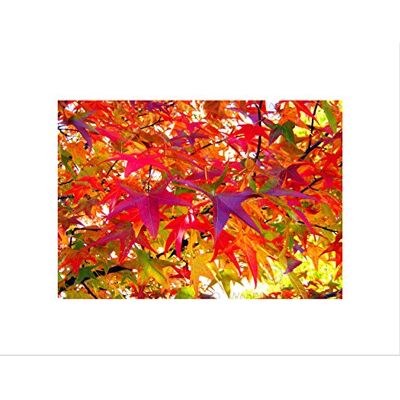 Wee Blue Coo Abstract Nature Autumn Fall Leaves Red Picture Wall Art Print Wee Blue Coo Abstract Nature Autumn Fall Leaves Red Picture Wall Art Print