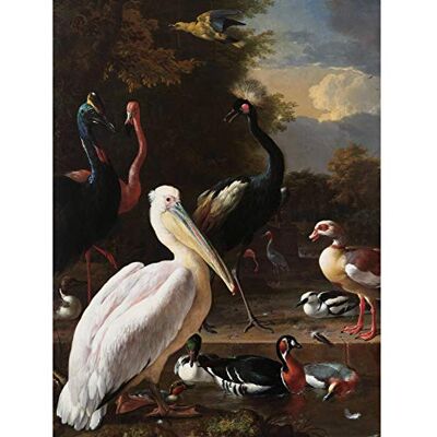 Artery8 Hondecoeter Pelican Birds Pool Floating Feather Large Wall Art Poster Print Thick Paper 18X24 Inch Artery8 Hondecoeter Pelican Birds Pool Floating Feather Large Wall Art Poster Print Thick Paper 18X24 Inch