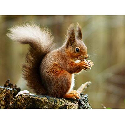 Fine Art Prints Trimming Red Squirrel Eating Forest Nature Photo Extra Large XL Wall Art Poster Print Fine Art Prints Trimming Red Squirrel Eating Forest Nature Photo Extra Large XL Wall Art Poster Print