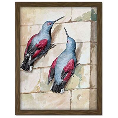 Artery8 Schouman Wallcreeper Birds Blue Purple Drawing Artwork Framed Wall Art Print 18X24 Inch Artery8 Schouman Wallcreeper Birds Blue Purple Drawing Artwork Framed Wall Art Print 18X24 Inch