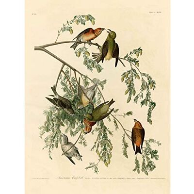 Wee Blue Coo Bumblebeaver BIRDS AMERICA AUDUBON AMERICAN CROSSBILL POSTER PRINT BB12445B Wee Blue Coo Bumblebeaver BIRDS AMERICA AUDUBON AMERICAN CROSSBILL POSTER PRINT BB12445B