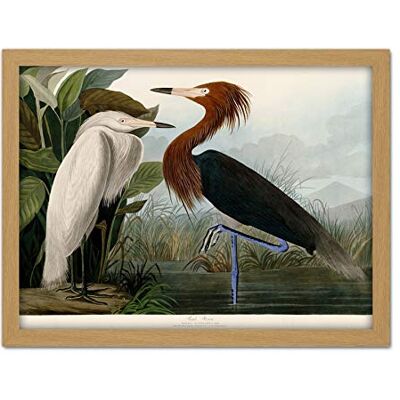Artery8 Audubon Birds Purple Heron Painting Artwork Framed Wall Art Print 18X24 Inch Artery8 Audubon Birds Purple Heron Painting Artwork Framed Wall Art Print 18X24 Inch