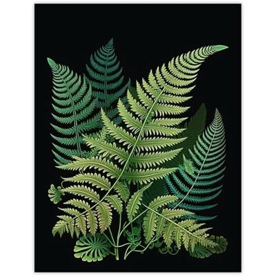 Wee Blue Coo Fern Fronds Botanical Nature Elegant Foliage Artwork Green on Black Large Wall Art Poster Print Thick Paper 18X24 Inch Wee Blue Coo Fern Fronds Botanical Nature Elegant Foliage Artwork Green on Black Large Wall Art Poster Print Thick Paper 18X24 Inch