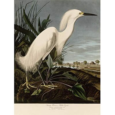 Artery8 Audubon Birds Snowy Heron Painting Premium Wall Art Canvas Print 18X24 Inch Artery8 Audubon Birds Snowy Heron Painting Premium Wall Art Canvas Print 18X24 Inch