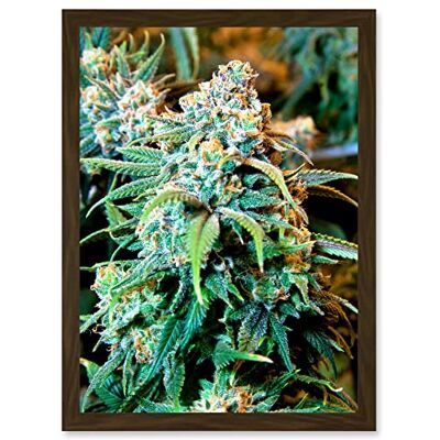 Artery8 Photography Nature Cannabis Marijuana Bud Weed Plant Artwork Framed Wall Art Print A4 Artery8 Photography Nature Cannabis Marijuana Bud Weed Plant Artwork Framed Wall Art Print A4