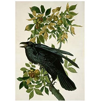 Wee Blue Coo Painting Nature Animal Bird Audubon Raven Wall Art Print Wee Blue Coo Painting Nature Animal Bird Audubon Raven Wall Art Print