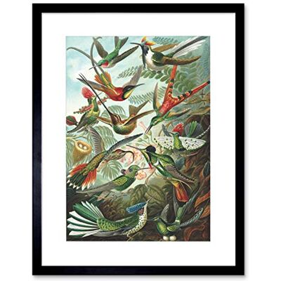 Wee Blue Coo NATURE BIOLOGY BIRD HUMMING ERNST HAECKEL GERMANY VINTAGE ART PRINT B12X2835 Wee Blue Coo NATURE BIOLOGY BIRD HUMMING ERNST HAECKEL GERMANY VINTAGE ART PRINT B12X2835