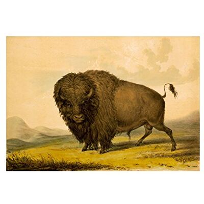 Wee Blue Coo Painting Animal Buffalo Bison Bull Male Praire American Wall Art Print Wee Blue Coo Painting Animal Buffalo Bison Bull Male Praire American Wall Art Print