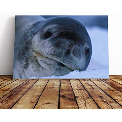 Big Box Art Seal Vol.2 Canvas Print Gallery Wrapped 30mm Frame Wall Art 24x16 inches Ready to Hang Modern Animals Picture Living Room Bedroom Lounge Office Big Box Art Seal Vol.2 Canvas Print Gallery Wrapped 30mm Frame Wall Art 24x16 inches Ready to Hang Modern Animals Picture Living Room Bedroom Lounge Office