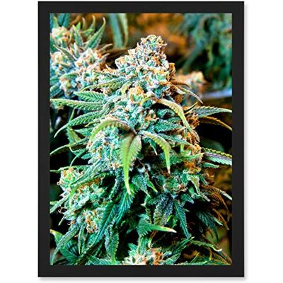 Artery8 - Nature Cannabis Art - Framed Wall Art - A4 - Black Artery8 - Nature Cannabis Art - Framed Wall Art - A4 - Black