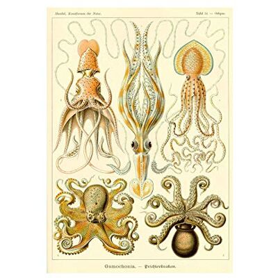 Wee Blue Coo Nature Ernst Haeckel Octopus Biology Germany Picture Wall Art Print Wee Blue Coo Nature Ernst Haeckel Octopus Biology Germany Picture Wall Art Print