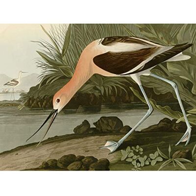 Artery8 Audubon Birds America American Avocet Large Wall Art Poster Print Thick Paper 18X24 Inch Artery8 Audubon Birds America American Avocet Large Wall Art Poster Print Thick Paper 18X24 Inch