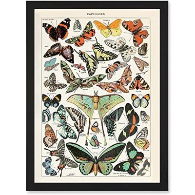 Artery8 - Millot Encyclopedia - Butterflies Artery8 - Millot Encyclopedia - Butterflies