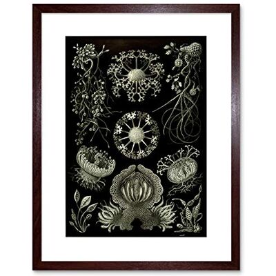 Wee Blue Coo Nature Ernst Haeckel Plankton Sea Biology Germany Vintage Art Framed Wall Art Print Wee Blue Coo Nature Ernst Haeckel Plankton Sea Biology Germany Vintage Art Framed Wall Art Print