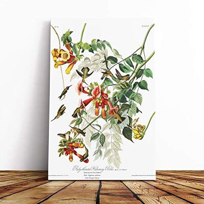 Big Box Art John James Audubon Ruby Throated Humming Bird Canvas Print Gallery Wrapped 30mm Frame Wall Art 30x20 inches Ready to Hang Modern Animals Picture Living Room Bedroom Lounge Office Big Box Art John James Audubon Ruby Throated Humming Bird Canvas Print Gallery Wrapped 30mm Frame Wall Art 30x20 inches Ready to Hang Modern Animals Picture Living Room Bedroom Lounge Office