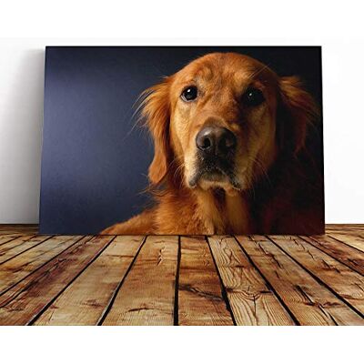 Big Box Art Golden Retriever Dog Vol.2 Canvas Print Gallery Wrapped 30mm Frame Wall Art 20x14 inches Ready to Hang Modern Animals Picture Living Room Bedroom Lounge Office Big Box Art Golden Retriever Dog Vol.2 Canvas Print Gallery Wrapped 30mm Frame Wall Art 20x14 inches Ready to Hang Modern Animals Picture Living Room Bedroom Lounge Office