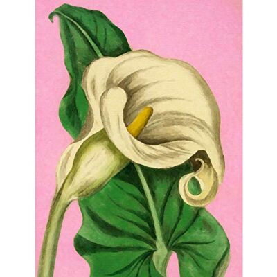 Fine Art Prints Calla Lily Painting Art Print Canvas Premium Wall Decor Poster Fine Art Prints Calla Lily Painting Art Print Canvas Premium Wall Decor Poster