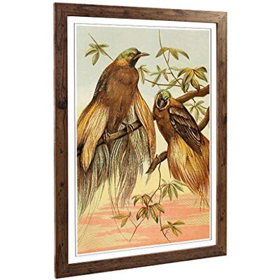 Big Box Art Framed Print of Vintage Natural History Birds of Paradise Design Wall Art Picture Home Decor for Kitchen, Living Room, Bedroom, Hallway, Walnut, A2 / 24.5x18 Inch / 62x45cm Big Box Art Framed Print of Vintage Natural History Birds of Paradise Design Wall Art Picture Home Decor for Kitchen, Living Room, Bedroom, Hallway, Walnut, A2 / 24.5x18 Inch / 62x45cm