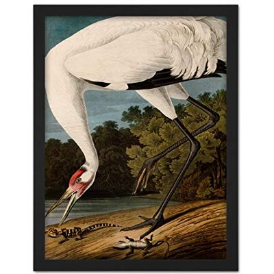 Artery8 Audubon Birds Hooping Crane Painting Artwork Framed Wall Art Print 18X24 Inch Artery8 Audubon Birds Hooping Crane Painting Artwork Framed Wall Art Print 18X24 Inch