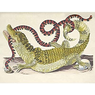Artery8 Merian Alligator Crocodile Snake Nature Painting Unframed Wall Art Print Poster Home Decor Premium Artery8 Merian Alligator Crocodile Snake Nature Painting Unframed Wall Art Print Poster Home Decor Premium