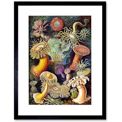 Wee Blue Coo Nature Biology Anemone Ernst Haeckel Germany Vintage Framed Wall Art Print Wee Blue Coo Nature Biology Anemone Ernst Haeckel Germany Vintage Framed Wall Art Print
