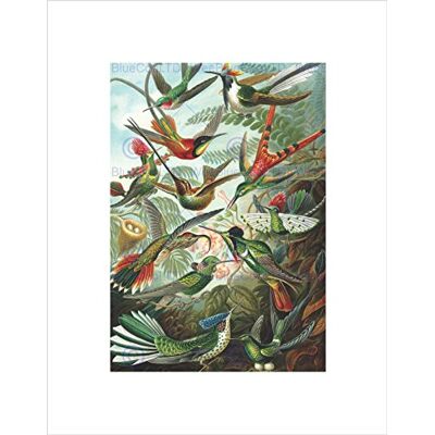 Wee Blue Coo NATURE BIOLOGY BIRD HUMMING ERNST HAECKEL GERMANY VINTAGE ART PRINT B12X2835 Wee Blue Coo NATURE BIOLOGY BIRD HUMMING ERNST HAECKEL GERMANY VINTAGE ART PRINT B12X2835