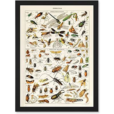 Artery8 - Millot Encyclopedia - Dragonfly - Wall Art Print Artery8 - Millot Encyclopedia - Dragonfly - Wall Art Print