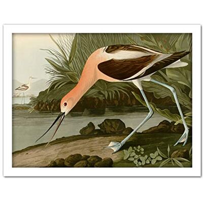 Artery8 Audubon Birds America American Avocet Artwork Framed Wall Art Print 18X24 Inch Artery8 Audubon Birds America American Avocet Artwork Framed Wall Art Print 18X24 Inch